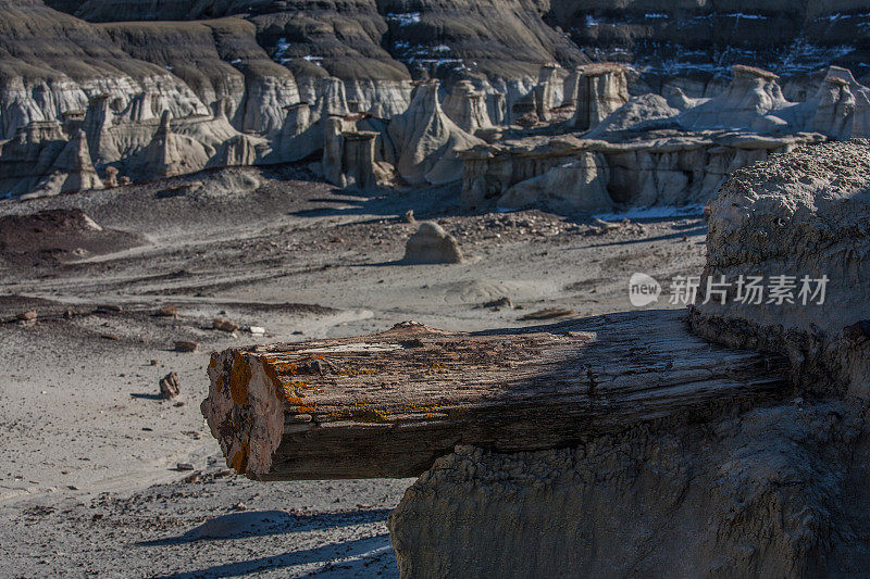 Bisti / De-Na-Zin荒地的石化树